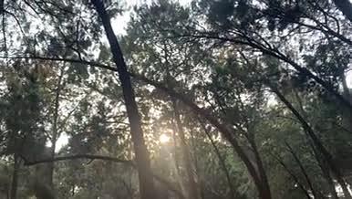 自然景观树林4K高清实拍视频素材视频的预览图